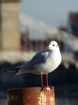 FZ025408 Black-headed gull (Chroicocephalus ridibundus).jpg